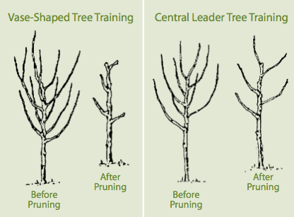 Should I trim apple trees?