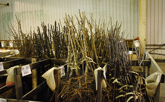 A grouping of pre-pruned bare-root trees