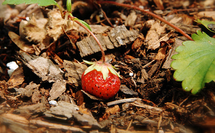 Ripe strawberry laying on ground