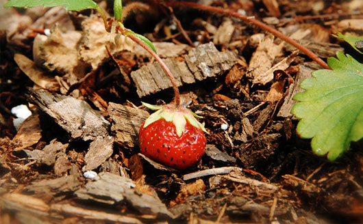Ripe strawberry laying on ground