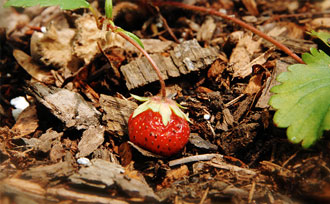 Ripe strawberry laying on ground