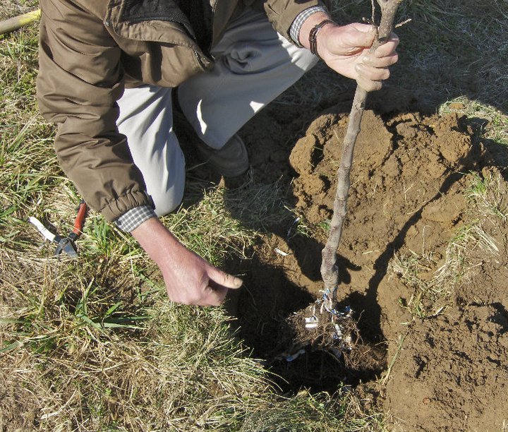 Placing Tree in Planting Hole
