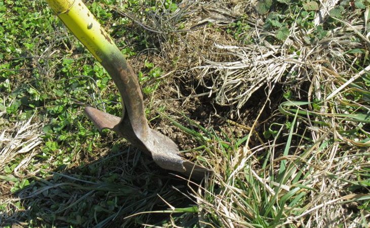 Shovel digging during planting