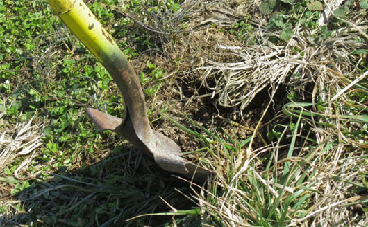 Shovel digging during planting