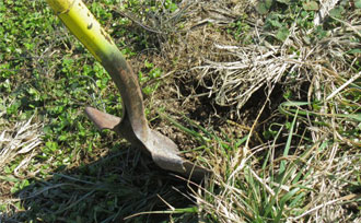 Shovel digging during planting