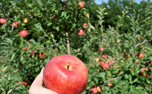 Hand holding a large red apple