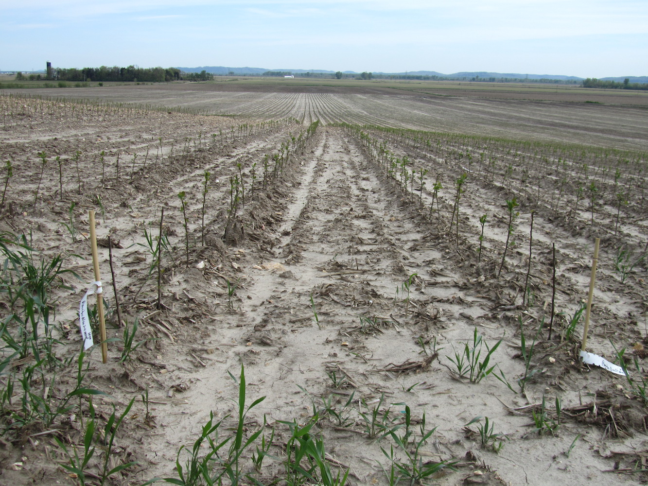A large farm field of trees