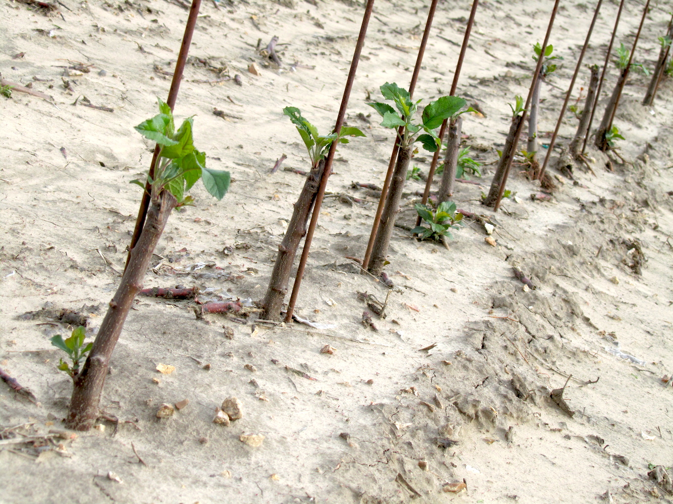 Close up of fruit trees growing on farm