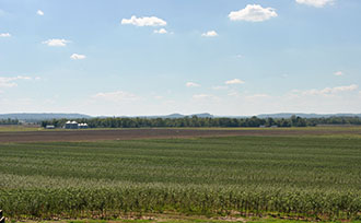 A large farm field of trees