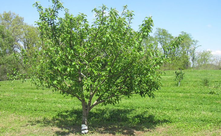 A fruit bearing tree