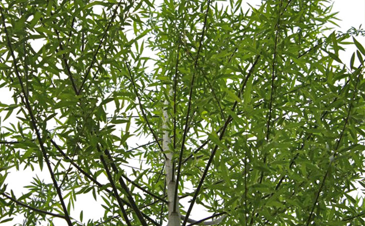 Willow Tree Branches