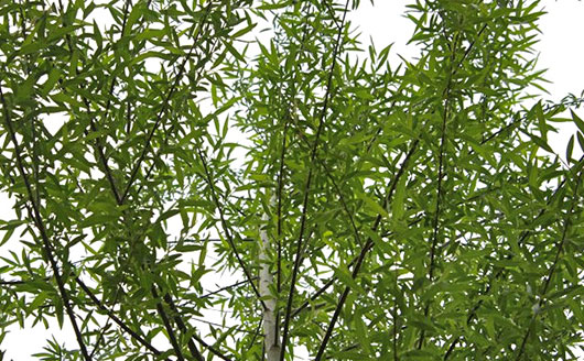 Willow Tree Branches