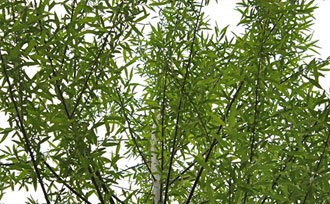 Willow Tree Branches