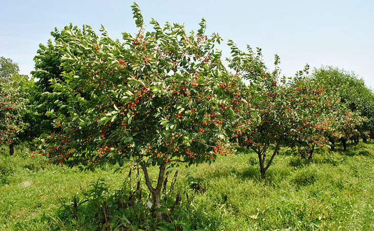 fruit tree