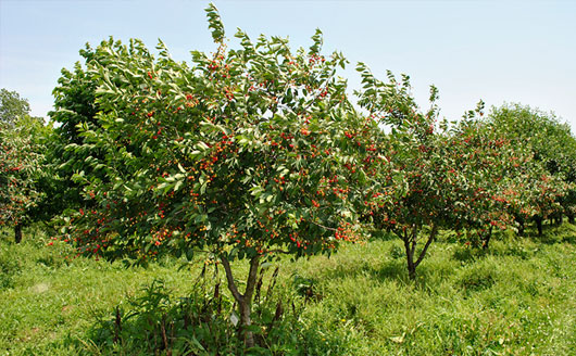 Spraying fruit trees for best bensfits