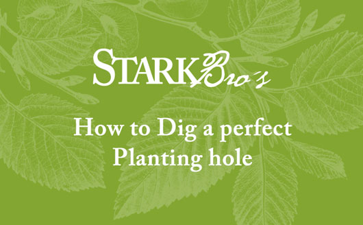 "How to Dig a perfect Planting Hole"