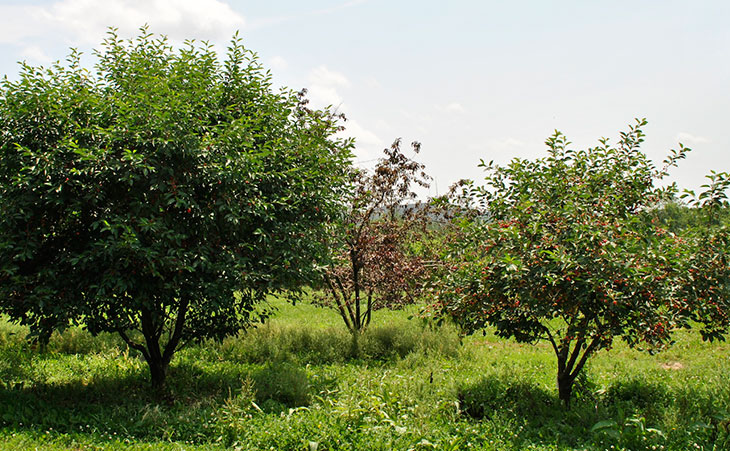 Comparing a semi-dwarf cherry trfee to a dwarf cherry tree