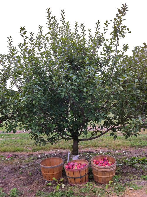 Apple Tree Size Chart