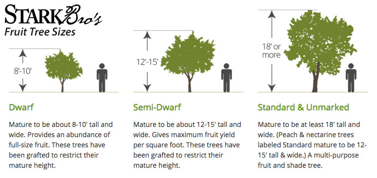 Fruit Tree Sizes Stark Bro S