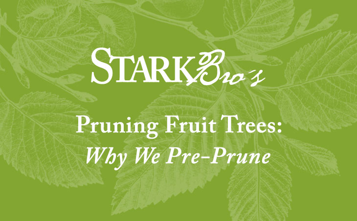 Banner for pre-pruning fruit trees