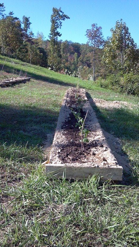 Berries Planted in a Row Berries Planted in a Row