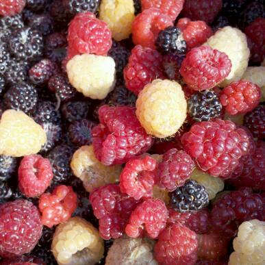 Berries via HobbyBerries