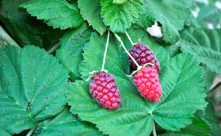 Ripe Loganberries on Plant