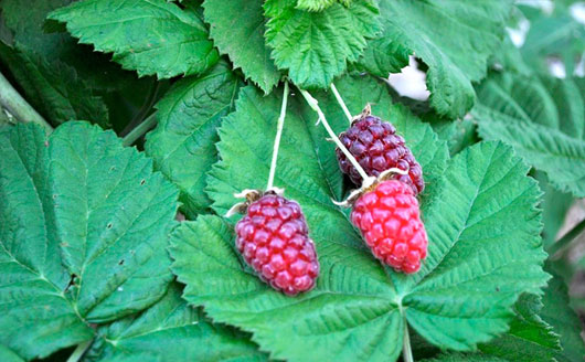 Ripe Loganberries on Plant