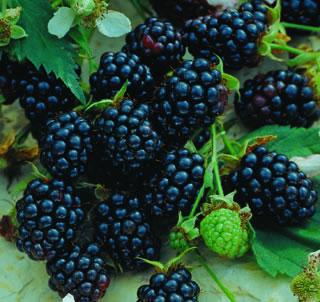 Triple Crown Thornless Blackberries Triple Crown Thornless Blackberries