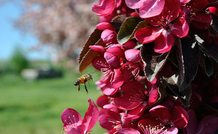 Bee hovering over crabapple blossoms