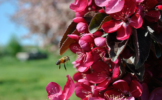 Bee hovering over crabapple blossoms