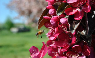 Bee hovering over crabapple blossoms