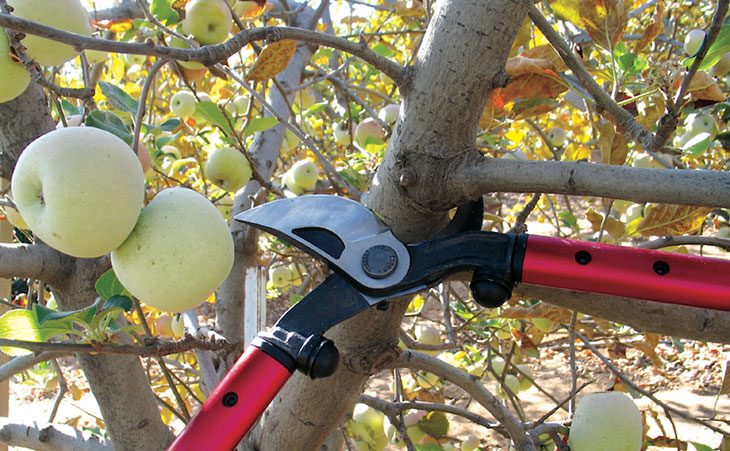 Using loppers to prune a large branch on a fruit tree