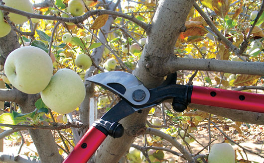 Using loppers to prune a large branch on a fruit tree