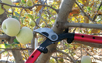 Using loppers to prune a large branch on a fruit tree