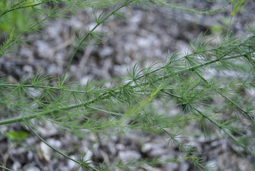 Asparagus Plant Ferns