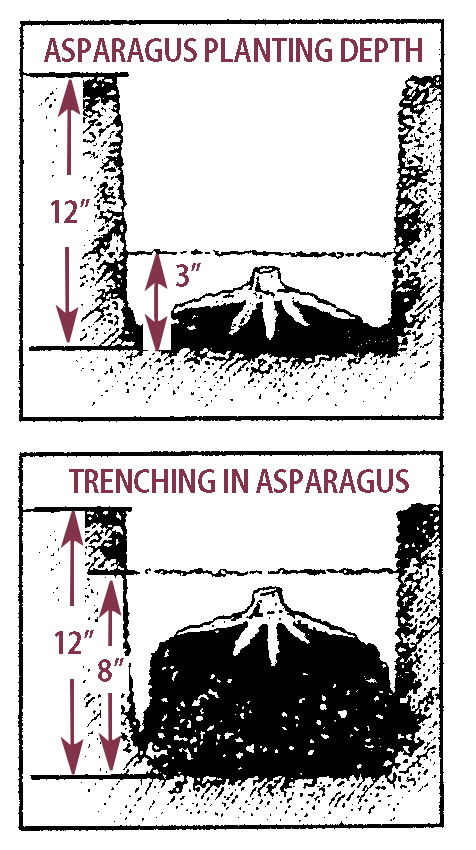 Illustration of Planting Asparagus