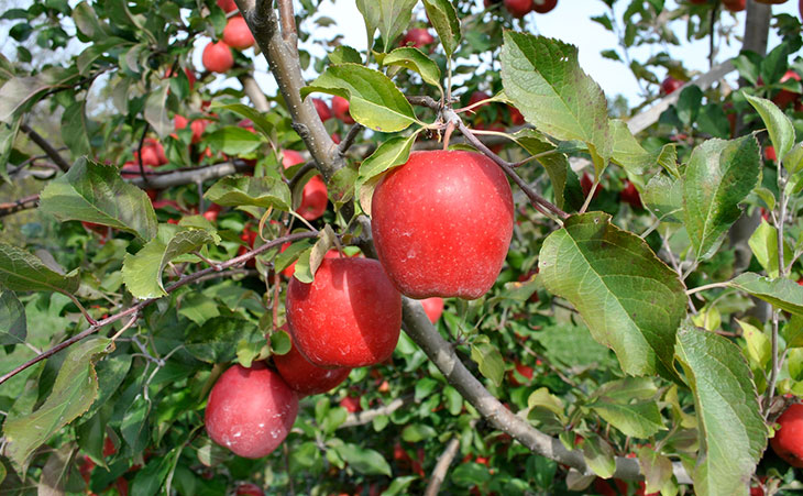 apples ripening on tree