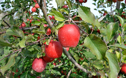 apples ripening on tree