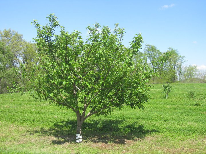 5-6 Years (after planting) - Apple Tree