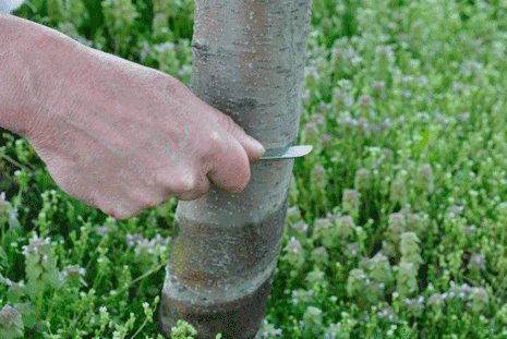 Demonstration of Tree-Scoring
