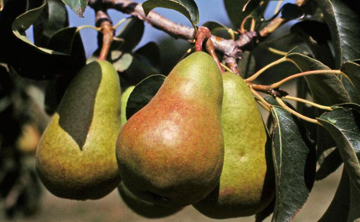 Harvestable pears on a branch