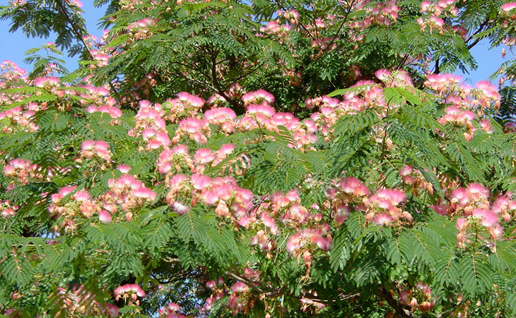 Mimosa Silk Tree Blooms