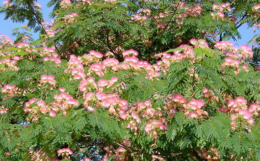 Brighten Your Back Yard With A Colorful Mimosa Tree Stark Bro S