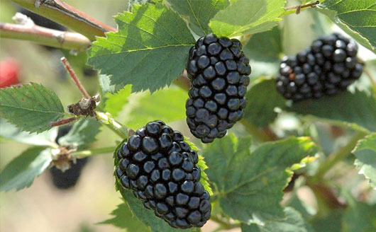 Blackberries on plant