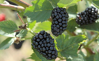 Blackberries on plant