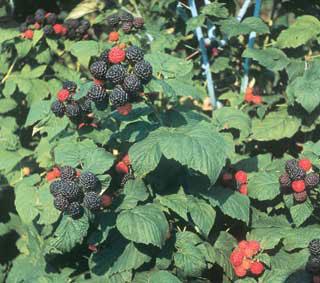 Black Raspberry Plant