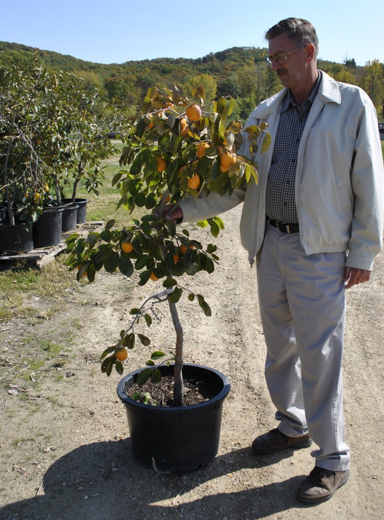 Persimmon Tree in a Container