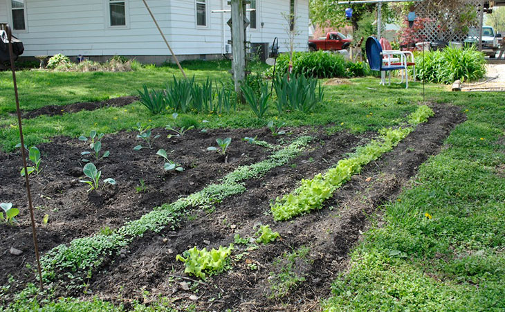 Rows of vegetables in backyard garden