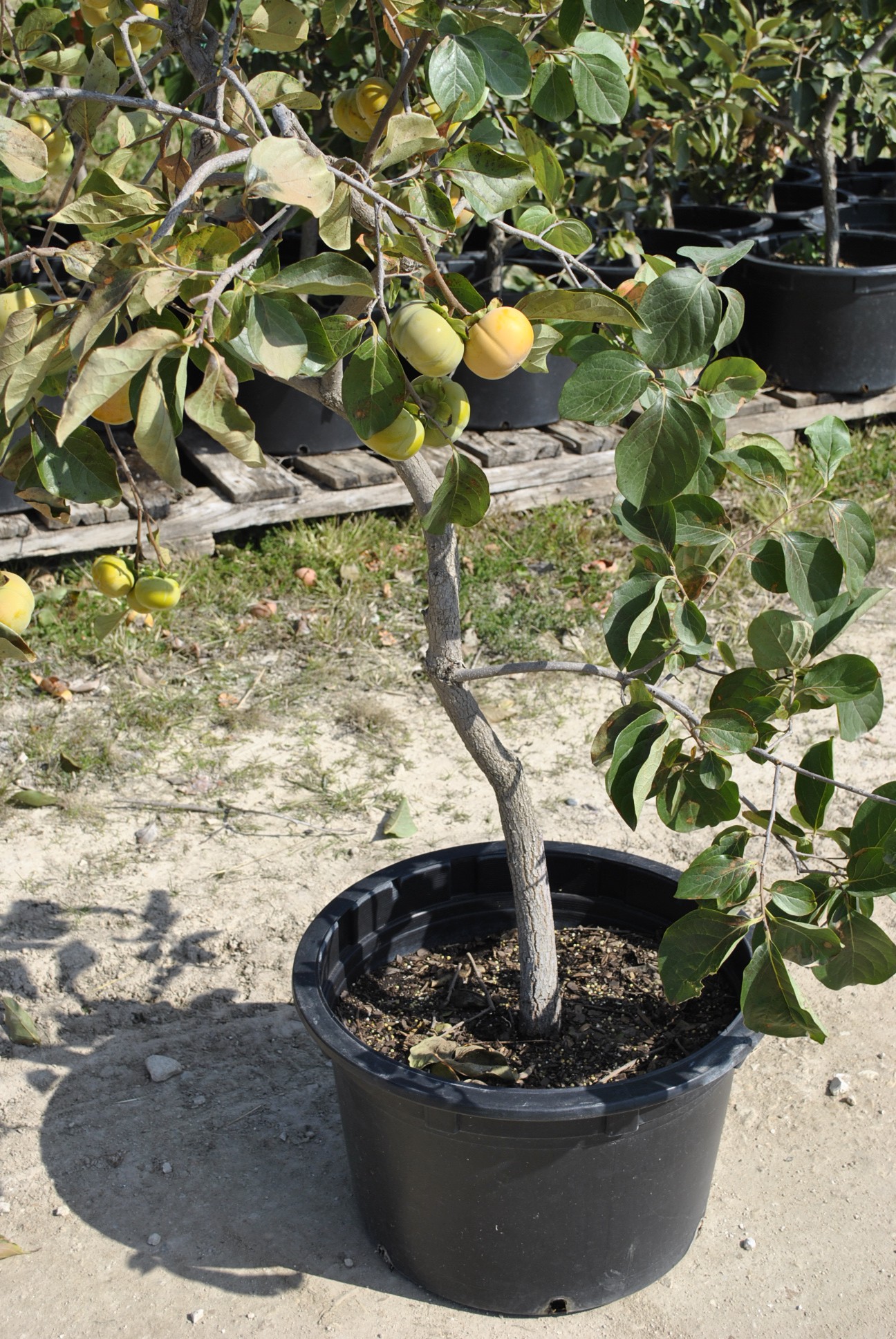 How do you care for pear trees?